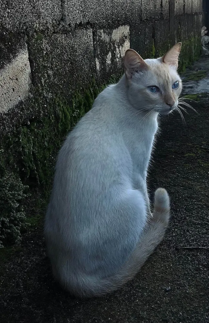 Gato ra a SRD-ViraLata idade 2 a 6 meses nome Gerald