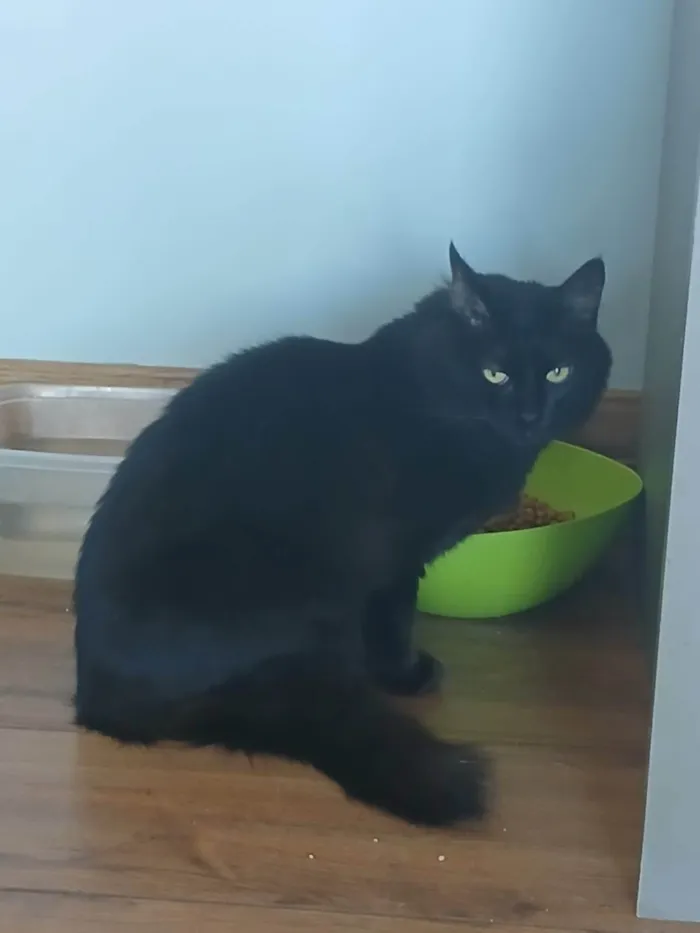 Gato ra a SRD-ViraLata idade 6 ou mais anos nome Dosha