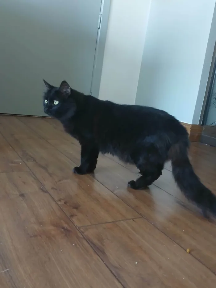 Gato ra a SRD-ViraLata idade 6 ou mais anos nome Dosha