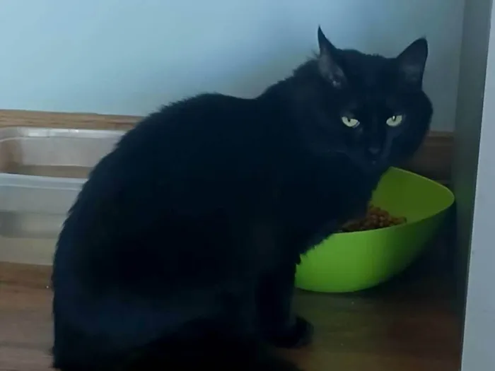 Gato ra a SRD-ViraLata idade 6 ou mais anos nome Dosha