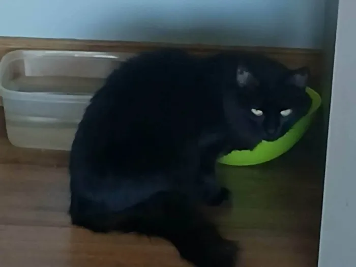 Gato ra a SRD-ViraLata idade 6 ou mais anos nome Dosha