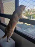 Tom
