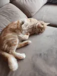 Tom