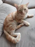 Tom