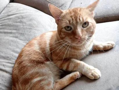 Gato raça SRD-ViraLata idade 2 anos nome Tom