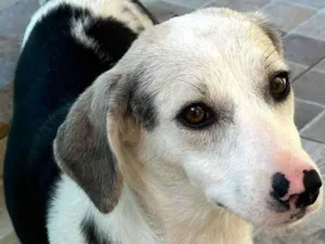 Cachorro raça SRD-ViraLata idade 1 ano nome Princesa