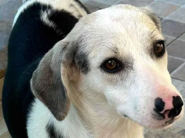 Cachorro ra a SRD-ViraLata idade 1 ano nome Princesa