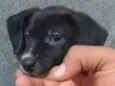 Lobo