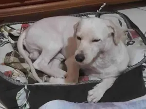 Cachorro raça SRD-ViraLata idade 2 anos nome Bidu