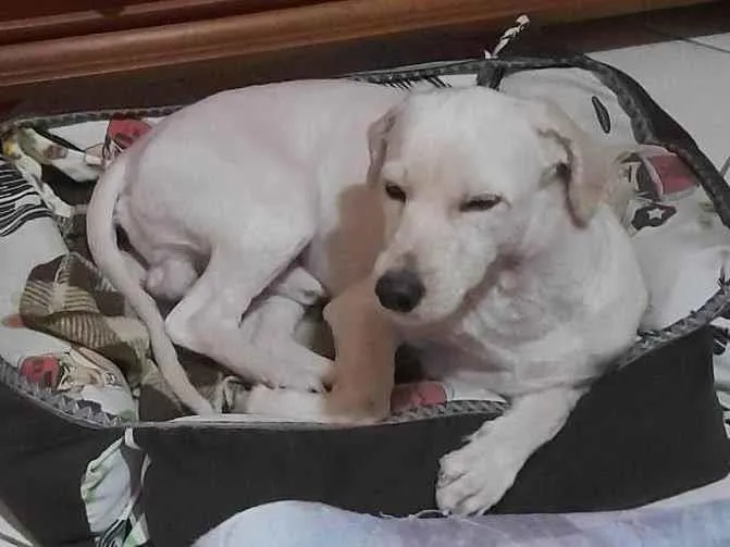 Cachorro ra a SRD-ViraLata idade 2 anos nome Bidu