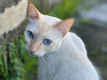 Gato raça SRD-ViraLata idade 2 a 6 meses nome Gerald