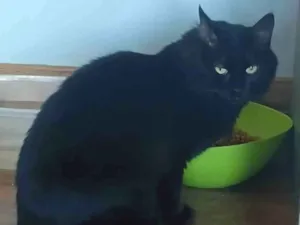 Gato raça SRD-ViraLata idade 6 ou mais anos nome Dosha