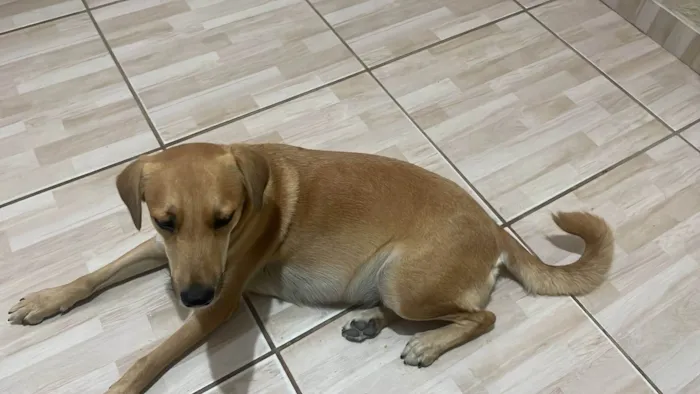 Cachorro ra a SRD-ViraLata idade 2 anos nome Princesa 