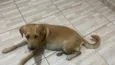 Princesa