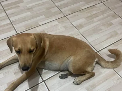 Cachorro raça SRD-ViraLata idade 1 ano nome Princesa 