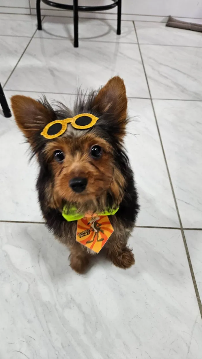Cachorro ra a Yorkshire idade 7 a 11 meses nome Luigi