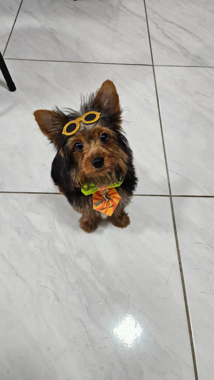 Cachorro ra a Yorkshire idade 7 a 11 meses nome Luigi