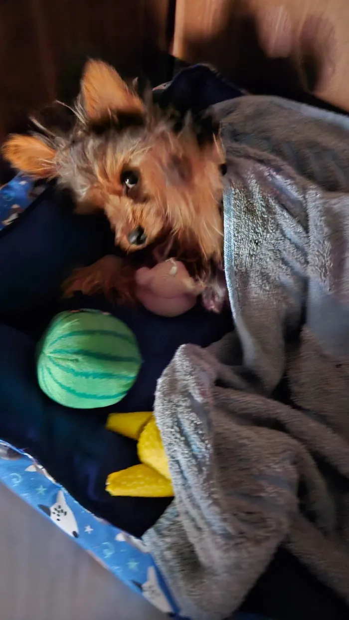 Cachorro ra a Yorkshire idade 7 a 11 meses nome Luigi