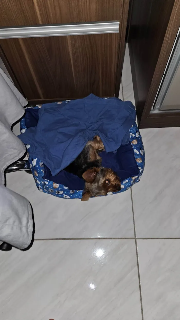 Cachorro ra a Yorkshire idade 7 a 11 meses nome Luigi