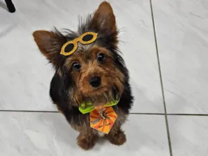 Cachorro raça Yorkshire idade 7 a 11 meses nome Luigi