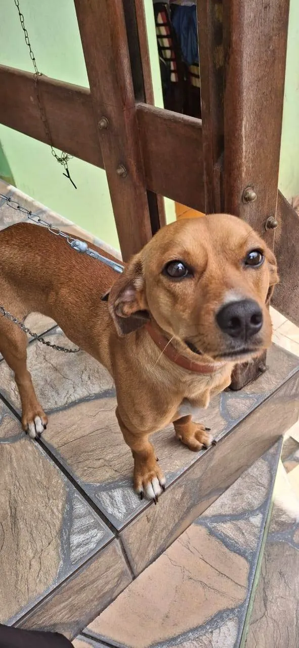 Cachorro ra a SRD-ViraLata idade 1 ano nome Juninho
