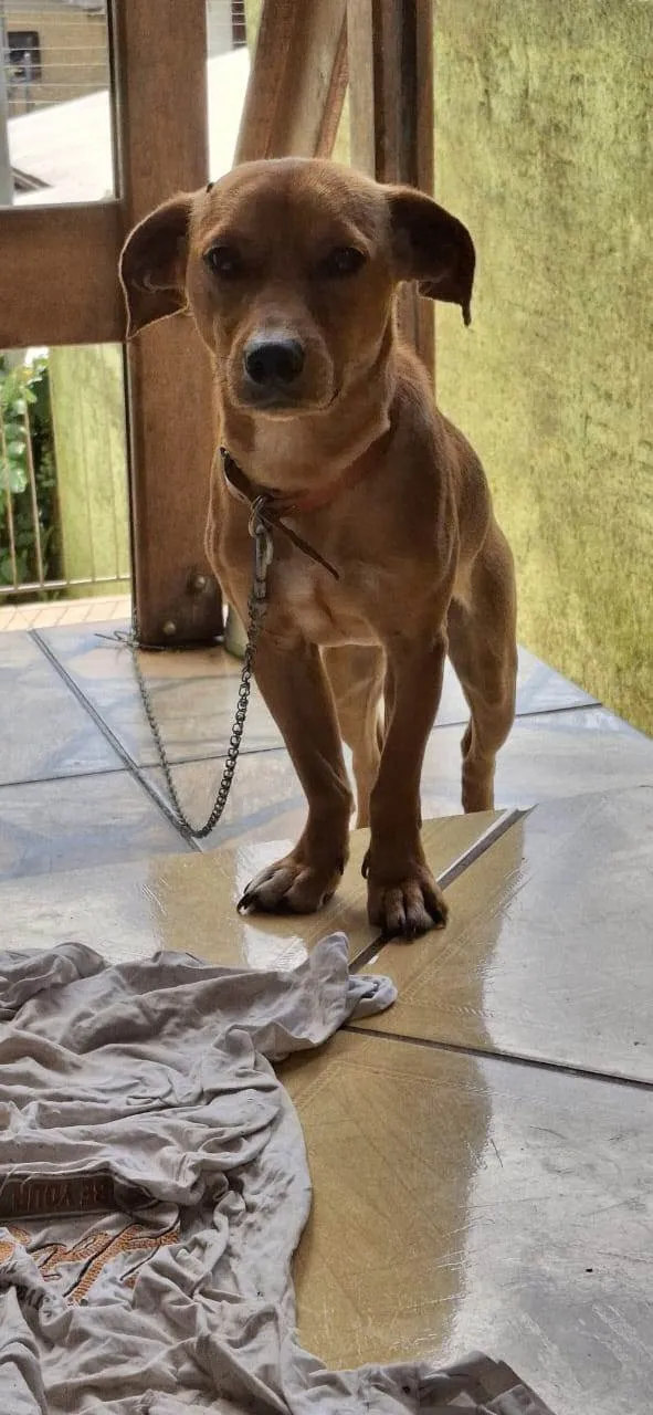 Cachorro ra a SRD-ViraLata idade 1 ano nome Juninho