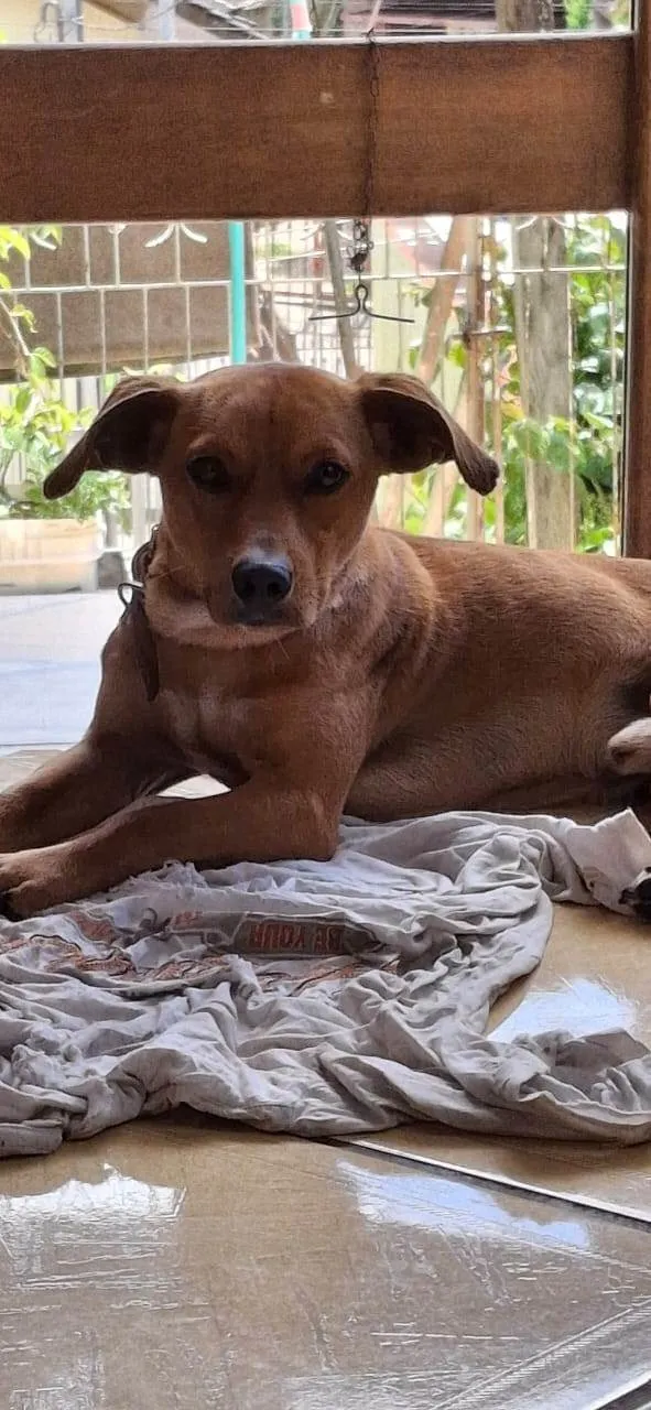 Cachorro ra a SRD-ViraLata idade 1 ano nome Juninho