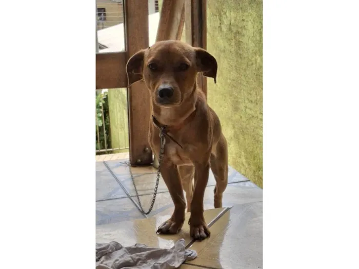 Cachorro ra a SRD-ViraLata idade 1 ano nome Juninho