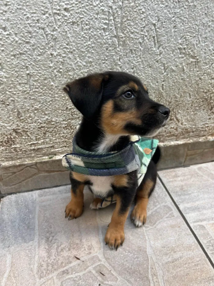 Cachorro ra a SRD-ViraLata idade Abaixo de 2 meses nome Donald