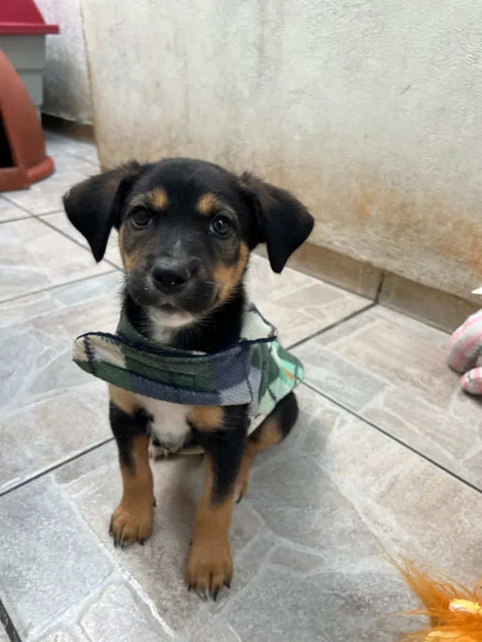 Cachorro ra a SRD-ViraLata idade Abaixo de 2 meses nome Donald