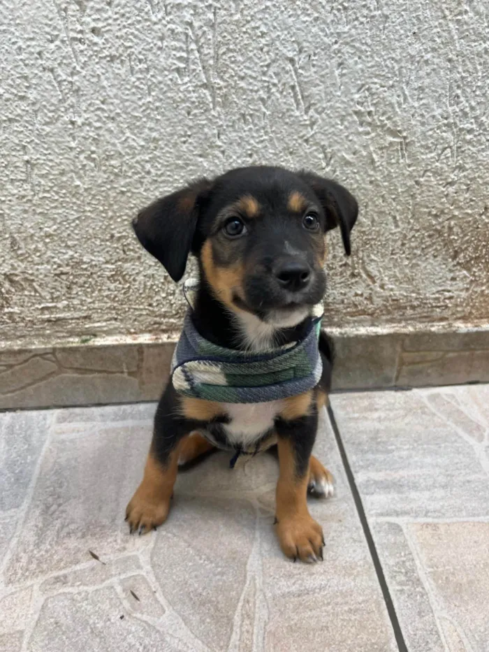 Cachorro ra a SRD-ViraLata idade Abaixo de 2 meses nome Donald