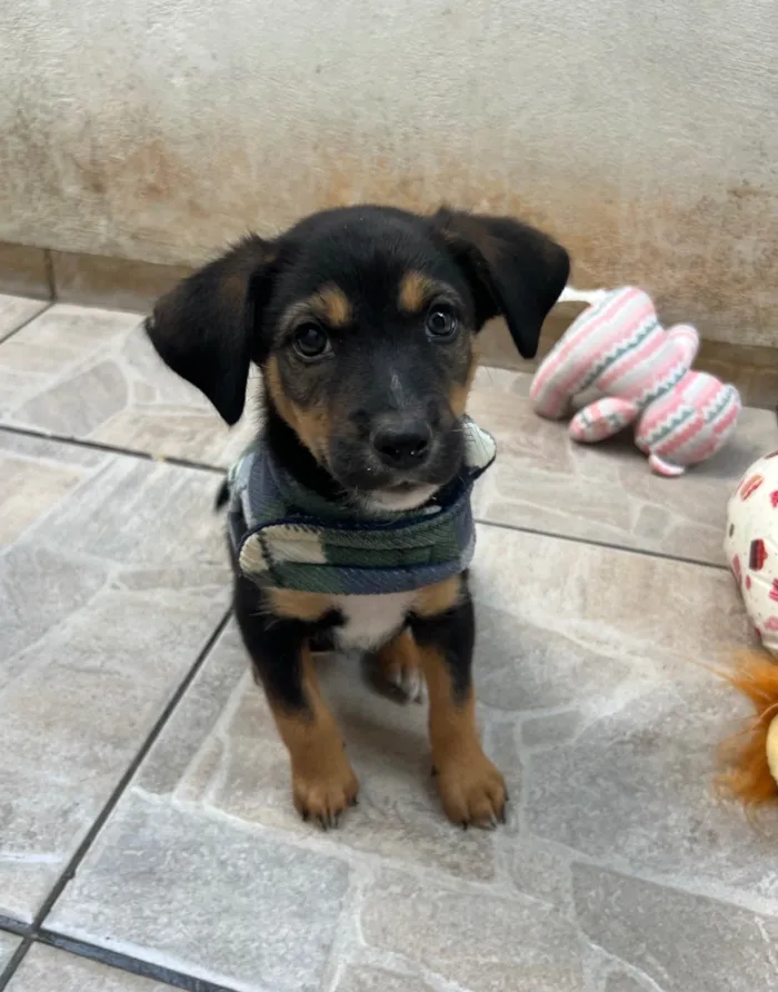 Cachorro ra a SRD-ViraLata idade Abaixo de 2 meses nome Donald