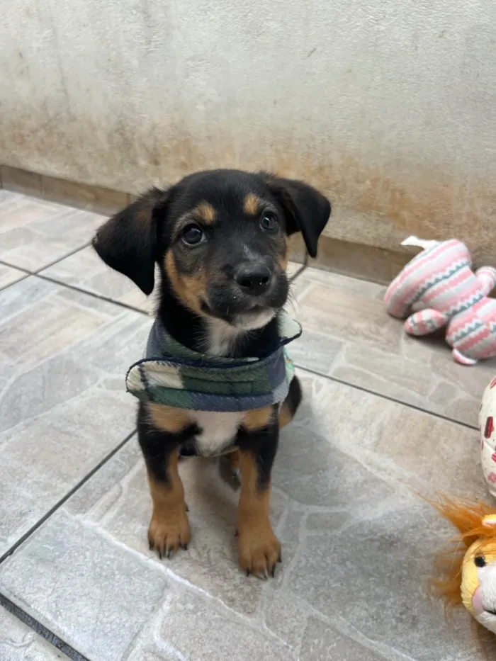 Cachorro ra a SRD-ViraLata idade Abaixo de 2 meses nome Donald
