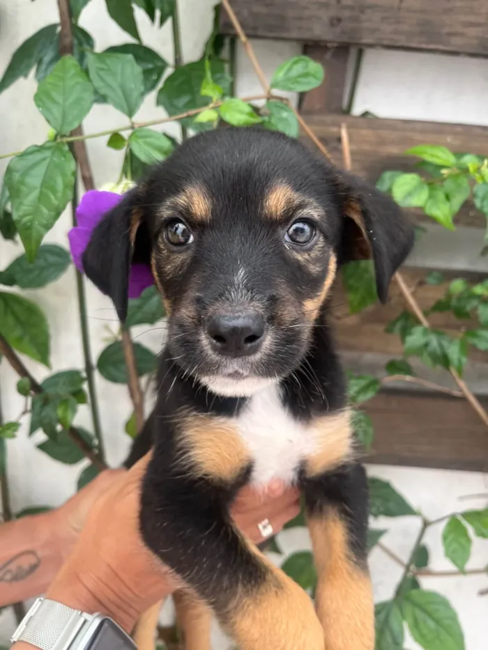Cachorro ra a SRD-ViraLata idade Abaixo de 2 meses nome Donald