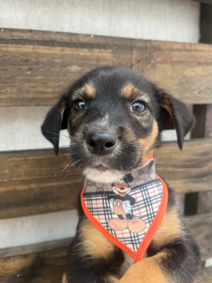 Cachorro ra a SRD-ViraLata idade Abaixo de 2 meses nome Donald