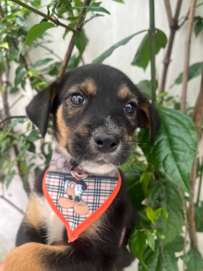Cachorro ra a SRD-ViraLata idade Abaixo de 2 meses nome Donald