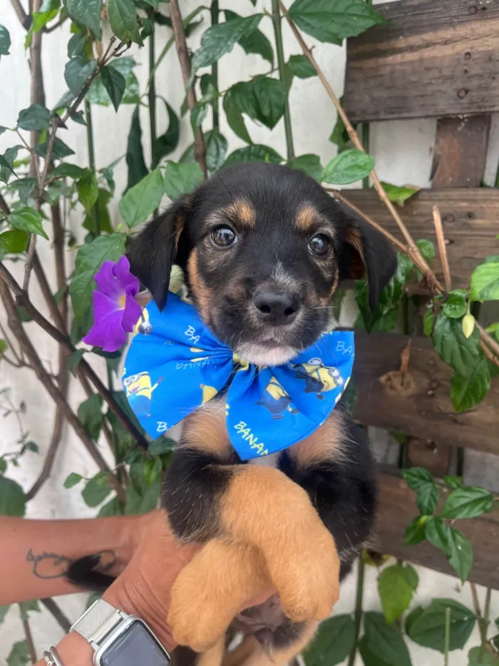 Cachorro ra a SRD-ViraLata idade Abaixo de 2 meses nome Donald