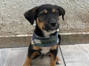 Cachorro raça SRD-ViraLata idade Abaixo de 2 meses nome Donald
