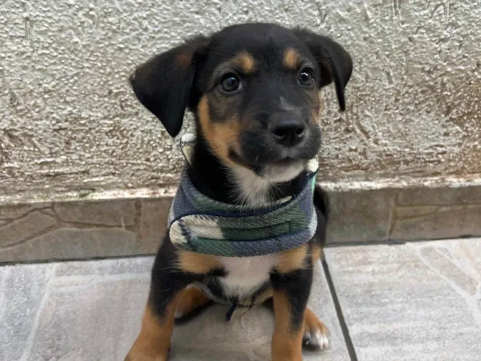 Cachorro ra a SRD-ViraLata idade Abaixo de 2 meses nome Donald