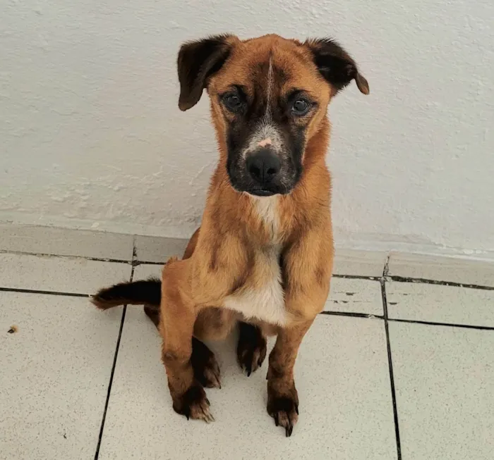 Cachorro ra a SRD-ViraLata idade 5 anos nome Kobe 