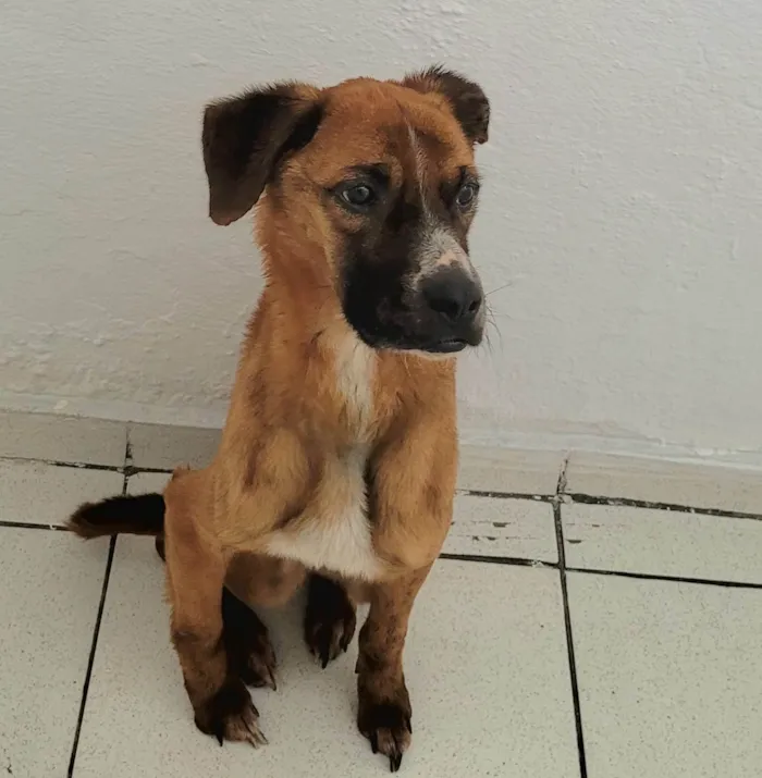 Cachorro ra a SRD-ViraLata idade 5 anos nome Kobe 