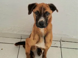 Cachorro raça SRD-ViraLata idade 5 anos nome Kobe 