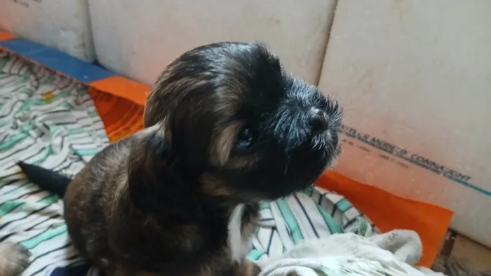 Cachorro ra a Shitzu idade Abaixo de 2 meses nome filhote