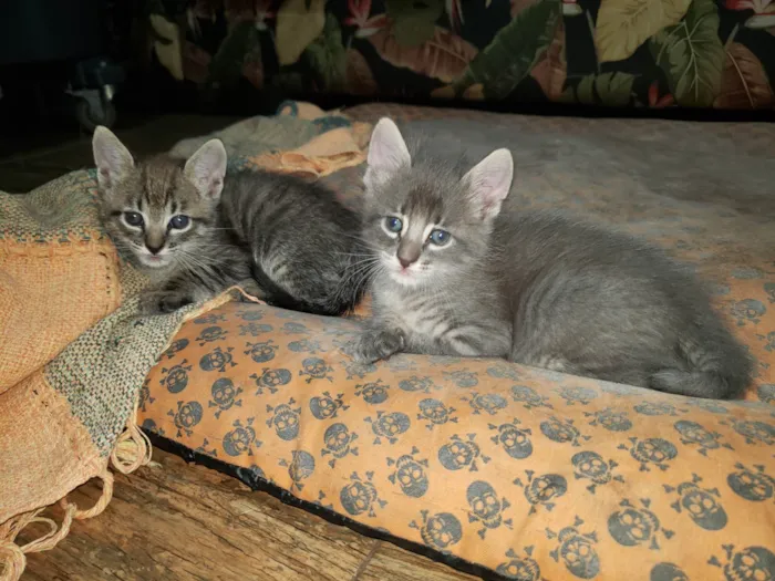 Gato ra a SRD-ViraLata idade Abaixo de 2 meses nome Gatinhos