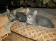 Gatinhos