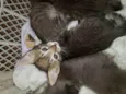 Gatinhos