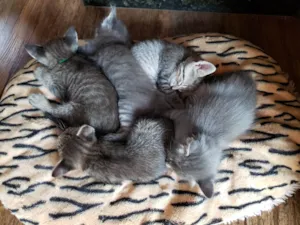 Gato raça SRD-ViraLata idade Abaixo de 2 meses nome Gatinhos