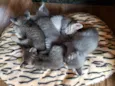 Gatinhos