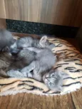 Gatinhos