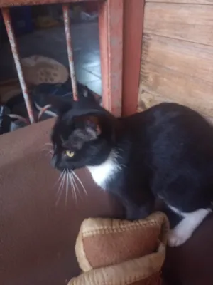 Gato raça SRD-ViraLata idade 2 a 6 meses nome Kauana